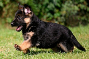 Hogyan kell nevezni egy fiú shepherd: a legjobb becenevek értékelése